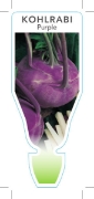 Picture of VEGETABLE KOHLRABI PURPLE (Brassica oleracea)                                                                                                         