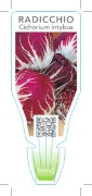 Picture of VEGETABLE RADICCHIO (Cickorium intybus)                                                                                                               