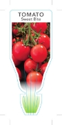Picture of VEGETABLE TOMATO SWEET BITE (Lycopersicon esculentum)                                                                                                 