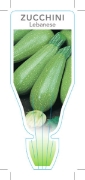 Picture of VEGETABLE ZUCCHINI LEBANESE (Cucurbita pepo)                                                                                                          