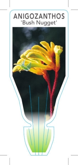 Picture of ANIGOZANTHOS BUSH NUGGET                                                                                                                              