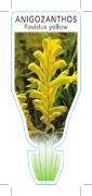 Picture of ANIGOZANTHOS FLAVIDUS YELLOW FORM                                                                                                                     