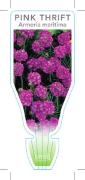 Picture of ARMERIA MARITIMA PINK THRIFT                                                                                                                          