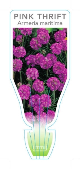 Picture of ARMERIA MARITIMA PINK THRIFT                                                                                                                          