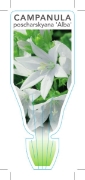 Picture of CAMPANULA POSCHARSKYANA ALBA WHITE SERBIAN                                                                                                            