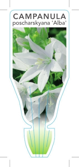Picture of CAMPANULA POSCHARSKYANA ALBA WHITE SERBIAN                                                                                                            