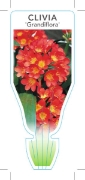 Picture of HOUSEPLANT CLIVIA MINIATA GRANDIFLORA                                                                                                                 