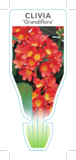 Picture of HOUSEPLANT CLIVIA MINIATA GRANDIFLORA                                                                                                                 