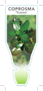 Picture of COPROSMA YVONNE                                                                                                                                       
