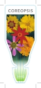 Picture of COREOPSIS (MIXED PICTURE)                                                                                                                             