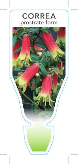 Picture of CORREA REFLEXA PROSTRATE FORM                                                                                                                         