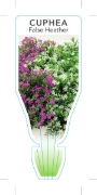 Picture of CUPHEA HYSSOPIFOLIA MIXED PICTURE                                                                                                                     
