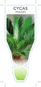 Picture of HOUSEPLANT CYCAS REVOLUTA SAGO PALM                                                                                                                   
