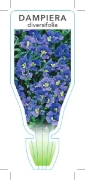 Picture of DAMPIERA DIVERSIFOLIA                                                                                                                                 