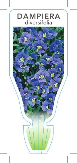 Picture of DAMPIERA DIVERSIFOLIA                                                                                                                                 