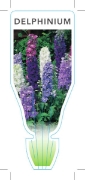 Picture of DELPHINIUM                                                                                                                                            