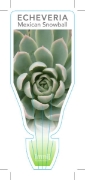Picture of SUCCULENT ECHEVERIA ELEGANS MEXICAN SNOWBALL                                                                                                          
