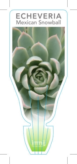 Picture of SUCCULENT ECHEVERIA ELEGANS MEXICAN SNOWBALL                                                                                                          