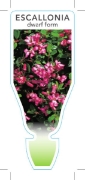 Picture of ESCALLONIA DWARF FORM                                                                                                                                 