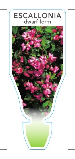 Picture of ESCALLONIA DWARF FORM                                                                                                                                 