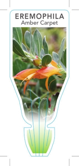 Picture of EREMOPHILA AMBER CARPET                                                                                                                               