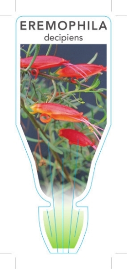 Picture of EREMOPHILA DECIPIENS SLENDER FUCHSIA                                                                                                                  