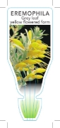 Picture of EREMOPHILA GLABRA GREY LEAF YELLOW FLOWERED FORM                                                                                                      