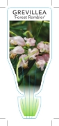 Picture of GREVILLEA FOREST RAMBLER                                                                                                                              