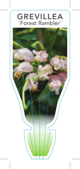 Picture of GREVILLEA FOREST RAMBLER                                                                                                                              