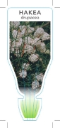 Picture of HAKEA DRUPACEA SWEET SCENTED HAKEA                                                                                                                    