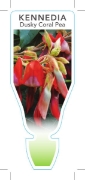 Picture of KENNEDIA RUBICUNDA DUSKY CORAL PEA                                                                                                                    