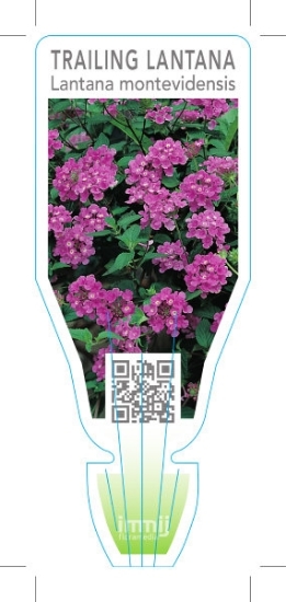 Picture of LANTANA MONTEVIDENSIS                                                                                                                                 