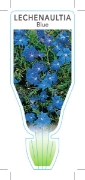 Picture of LECHENAULTIA BILOBA BLUE                                                                                                                              