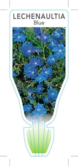Picture of LECHENAULTIA BILOBA BLUE                                                                                                                              