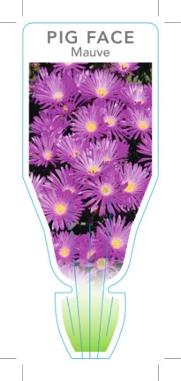 Picture of SUCCULENT LAMPRANTHUS MAUVE PIG FACE                                                                                                                  
