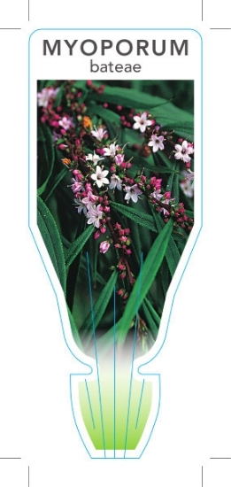 Picture of MYOPORUM BATEAE                                                                                                                                       