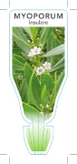 Picture of MYOPORUM INSULARE                                                                                                                                     