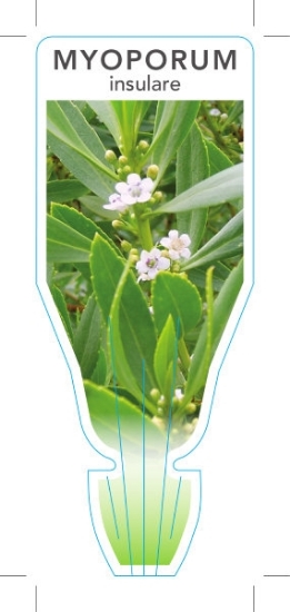 Picture of MYOPORUM INSULARE                                                                                                                                     