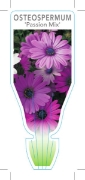 Picture of OSTEOSPERMUM PASSION MIX                                                                                                                              
