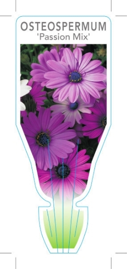 Picture of OSTEOSPERMUM PASSION MIX                                                                                                                              