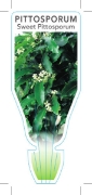 Picture of PITTOSPORUM UNDULATUM SWEET PITTOSPORUM                                                                                                               