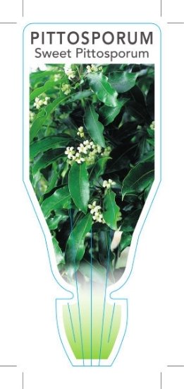 Picture of PITTOSPORUM UNDULATUM SWEET PITTOSPORUM                                                                                                               