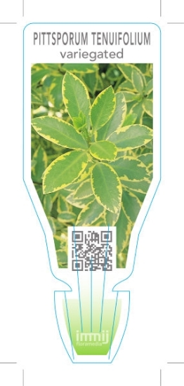 Picture of PITTOSPORUM TENUIFOLIUM VARIEGATED                                                                                                                    