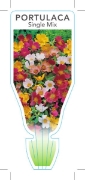 Picture of PORTULACA SINGLE MIX                                                                                                                                  