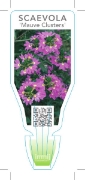 Picture of SCAEVOLA MAUVE CLUSTERS                                                                                                                               