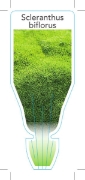 Picture of SCLERANTHUS BIFLORUS                                                                                                                                  
