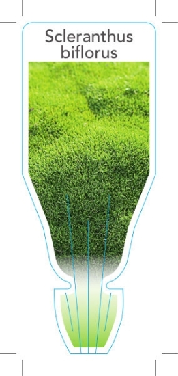 Picture of SCLERANTHUS BIFLORUS                                                                                                                                  