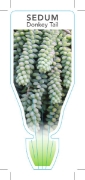 Picture of SUCCULENT SEDUM MORGANIANUM DONKEY OR BURROS TAIL                                                                                                     