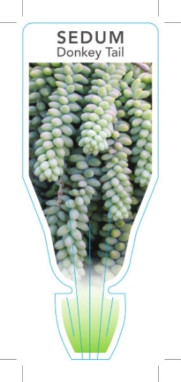 Picture of SUCCULENT SEDUM MORGANIANUM DONKEY OR BURROS TAIL                                                                                                     