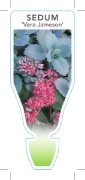 Picture of SUCCULENT SEDUM USSURIENSE VERA JAMESON                                                                                                               